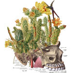 Anatomically correct, Travis Bedel