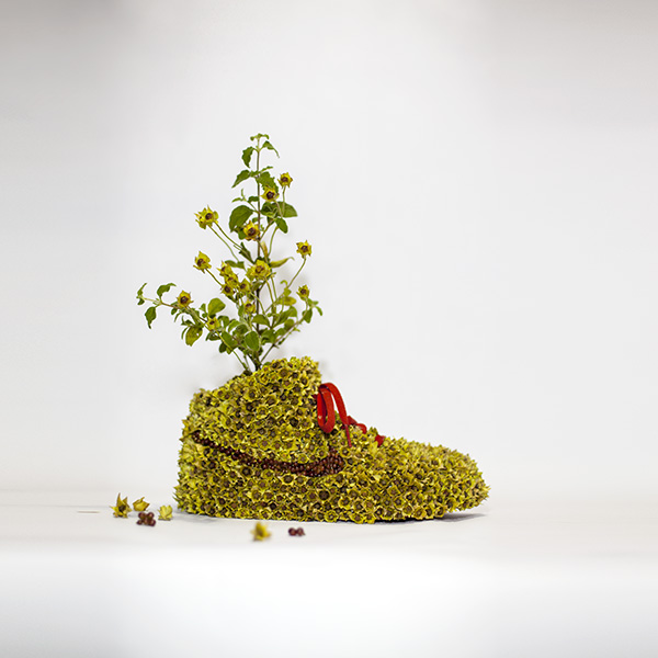 nike_seed